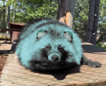 Konpeito's Confectionery